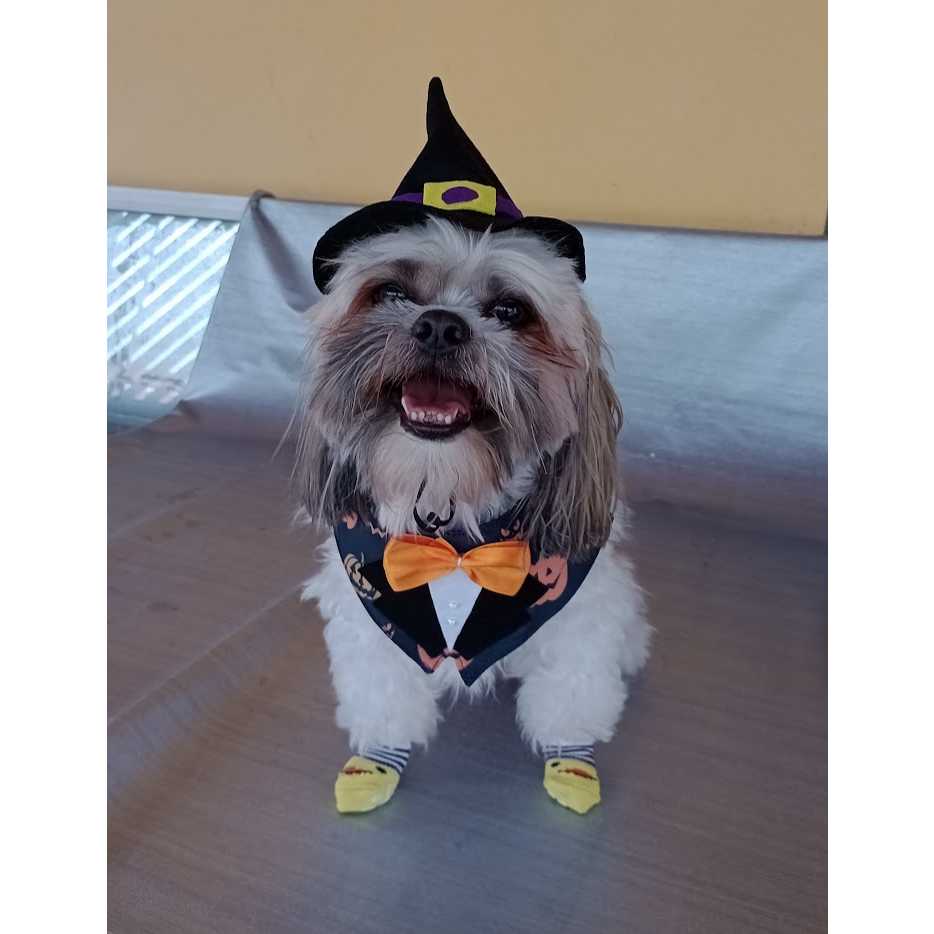 Fantasia Pet Halloween Carnaval macho chapéu smoking cachorro gato