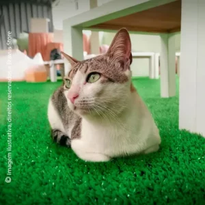 Tapete para Gatos Grama Sintética para Gato Pet