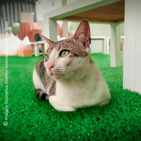 Tapete para Gatos Grama Sintética para Gato Pet