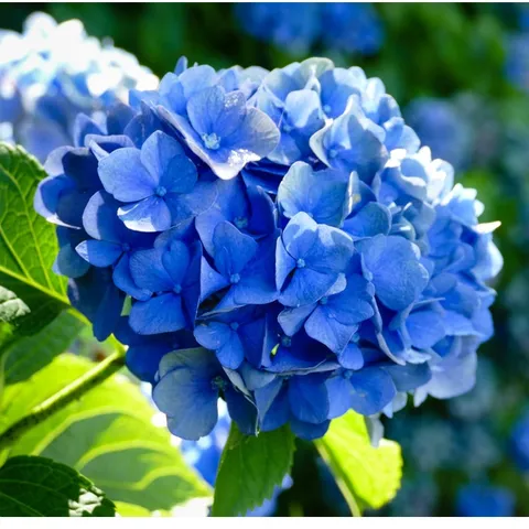 500 Sementes De flor Hortencia azul Selecionadas