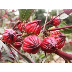 30 Sementes de Hibisco Vinagreira Groselha Cuxá para o plantio Flor e medicinal